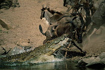 Nile Crocodile {Crocodylus Niloticus} attacking Wildebeest on the banks of the Grumeti River, Serengeti, Tanzania.