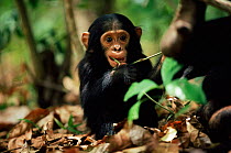 Young Eastern common chimpanzee {Pan troglodytes schweinfurtheii} Opal's baby, Mahale NP, Tanzania.