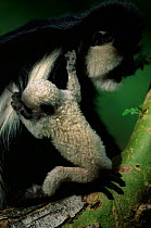 Baby Black and white colobus monkey {Colobus guereza} with mother, Kenya.