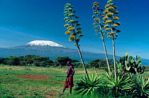 Snow-capped Mount Kilimanjaro with native tribesman and Agave in foreground, Amboseli National Park, Kenya.