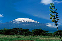 Snow-capped Mount Kilimanjaro with Agave growing  in foreground, Amboseli National Park, Kenya.