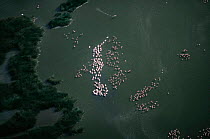 Aerial view of Lesser Flamingo flock {Phoeniconaias minor} Lake Bogoria (Ramsar site), Kenya.