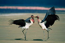 Two Marabou storks fighting {Leptoptilos crumeniferus} Lake Nakuru, Kenya.