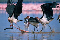 Marabou storks {Leptoptilos crumeniferus} fighting over the carcass of Lesser Flamingo {Phoeniconaias minor} Lake Nakuru, Kenya.