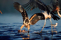 Juvenile Tawny or African Sea Eagle defending flamingo carcass from Marabou stork {Lepitoptilos crumeniferous}