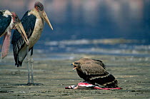 Tawny eagle {Aquila Rapax} defending Lesser flamingo carcass from Marabou storks {Leptoptilos crumeniferus} Lake Nakuru, Kenya.