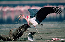 Marabou stork {Leptoptilos crumeniferus} attacking Tawny eagle {Aquila Rapax} to scavenge Lesser flamingo carcass, Lake Nakuru, Kenya.