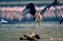 Marabou stork {Leptoptilos crumeniferus} and Tawny eagle {Aquila Rapax} fighting over Lesser flamingo carcass, Lake Nakuru, Kenya.