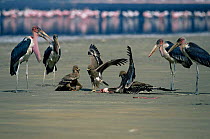 Three Tawny eagles {Aquila Rapax} feeding on Lesser flamingo carcass, surrounded byMarabou storks {Leptoptilos crumeniferus} Lake Nakuru, Kenya.