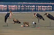 Tawny eagle {Aquila Rapax} defending Lesser flamingo carcass from scavenging Sacred ibis{Threskiornis aethopicus} and Marabou storks {Leptoptilos crumeniferus} Lake Nakuru, Kenya.