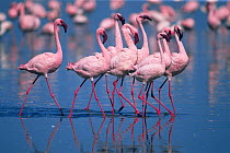 Lesser flamingos {Phoeniconaias minor} Lake Nakuru, Kenya.