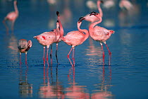 Lesser flamingos {Phoeniconaias minor} courting, Lake Nakuru, Kenya.