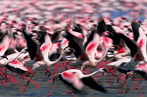 Abstract shot of Lesser flamingos {Phoeniconaias minor} taking-off, Lake Nakuru, Kenya.