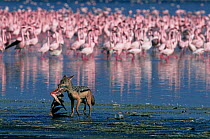 Golden Jackal {Canis Aureus} carrying Lesser Flamingos {Phoeniconaias minor} carcass, with flock in background, Lake Nakuru, Kenya.
