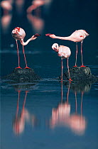 Lesser Flamingo {Phoeniconaias minor} nesting neighbours bickering, Lake Nakuru, Kenya.
