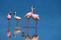 Lesser Flamingo {Phoeniconaias minor} bill-fencing as part of courtship, Lake Nakuru, Kenya.