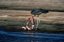 Marabou stork {Leptoptilos crumeniferus} feeding on Lesser Flamingo {Phoeniconaias minor}, Lake Bogoria, Kenya.