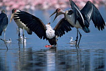African fish eagle {Haliaeetus vocifer} defends Lesser flamingo carcass from Marabou storks {Leptoptilos crumeniferus}, Lake Nakuru, Kenya.