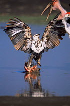 Juvenile African fish eagle {Haliaeetus vocifer} defends Lesser flamingo prey {Phoeniconaias minor} from Marabou storks {Leptoptilos crumeniferos} Lake Nakuru NP, Kenya.