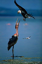 Marabou stork {Leptoptilos crumeniferos} and African fish eagle {Haliaeetus vocifer} in conflict over Lesser flamingo prey.  Lake Nakuru NP, Kenya.