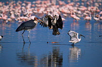 African fish eagle {Haliaeetus vocifer} defends Lesser flamingo carcass from Marabou stork {Leptoptilos crumeniferus} with Sacred ibis{Threskiornis aethopicus} nearby, Lake Nakuru, Kenya.
