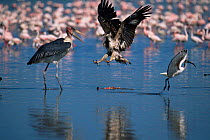 African fish eagle {Haliaeetus vocifer} defends Lesser flamingo carcass from Marabou stork {Leptoptilos crumeniferus} with Sacred ibis{Threskiornis aethopicus} flying away. Lake Nakuru, Kenya.