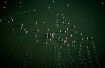 Aerial of Lesser flamingos {Phoeniconaias minor} taking-off, Lake Nakuru, Kenya.