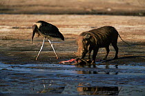 Marabou stork {Leptoptilos crumeniferus} with   Warthog {Phacochoerus aethiopicus} scavenging Lesser Flamingo carcass, Lake Nakuru, Kenya.