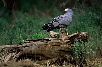 Jymnogene / African Harrier Hawk {Polybroides typus} Manyara NP, Tanzania.