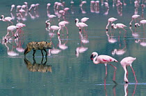 Golden Jackal {Canis Aureus} prowling between  Lesser Flamingos {Phoeniconaias minor}, Lake Nakuru, Kenya.