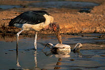 Marabou stork {Leptoptilos crumeniferus} predating Lesser Flamingo {Phoeniconaias minor}, Lake Bogoria, Kenya. Sequence 2/2