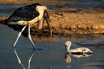 Marabou stork {Leptoptilos crumeniferus} predating Lesser Flamingo {Phoeniconaias minor}, Lake Bogoria, Kenya. (Sequence 1/2)