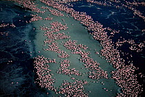 Aerial view of Lesser Flamingos {Phoeniconaias minor} Lake Natron, Tanzania.