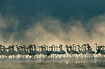 Silhouettes of Lesser Flamingos {Phoeniconaias minor} Lake Bogoria, Kenya.