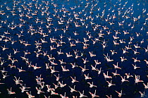 Aerial view of Lesser Flamingos {Phoeniconaias minor} taking-off. Lake Bogoria, Kenya.