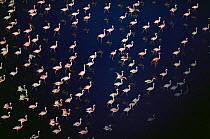 Aerial view of Lesser Flamingos {Phoeniconaias minor} about to  take off. Lake Natron, Kenya.