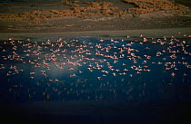 Aerial view of Lesser Flamingos {Phoeniconaias minor} flying over water, East-Africa.