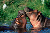 Hippos courting {Hippopotamus amphibius} Masai Mara NR, Kenya.