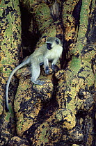 Black-faced Vervet Monkey (Chlorocebus / Cercopithecus aethiops) in tree, Ngongoro crater, Tanzania.