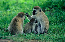 Black-faced Vervet Monkeys (Chlorocebus / Cercopithecus aethiops) with young, Ngongoro crater, Tanzania.