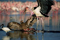 Marabou stork {Leptoptilos crumeniferus} attacking Tawny Eagle {Aquila rapax} over Lesser flamingo carcass, Lake Nakuru, Kenya.
