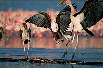 African fish eagle {Haliaeetus vocifer} defends Lesser flamingo carcass from Marabou storks {Leptoptilos crumeniferus} Lake Nakuru, Kenya.