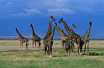 A Herd of Masai Giraffe {Giraffa camelopardis} with Lake Manyara in background, Tanzania.