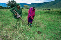 Ranger and tribesman looking at Elephant dung {Loxodonta Africana} Ngorongoro crater, Tanzania