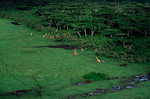 Aerial view of Giraffes {Giraffa camelopardalis} in Crater Highlands, Ngorongoro conservation area, Tanzania.