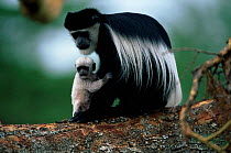 Black and white colobus monkey with white baby {Colobus guereza} in tree. Kenya.