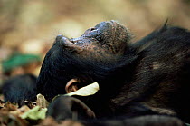 Eastern common chimpanzee {Pan troglodytes schweinfurtheii} lying on ground, Mahale NP, Tanzania