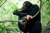 Eastern common chimpanzee male 'Alouf' {Pan troglodytes schweinfurtheii} in tree eating leaves with meat, Mahale NP, Tanzania