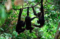 Three young Eastern common chimpanzees{Pan troglodytes schweinfurtheii} hanging from branch. Mahale NP, Tanzania.