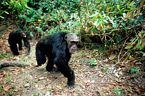 Eastern common chimpanzee male 'Kalunde' {Pan troglodytes schweinfurtheii} knuckle walking. Mahale NP, Tanzania.